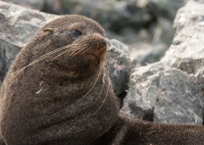 Otarie de Kerguelen, mammifère marin à la fourrure dense et épaisse - Instinct Animal