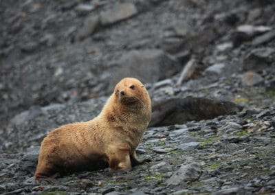 Otarie à fourrure antarctique, au pelage blond - Instinct Animal