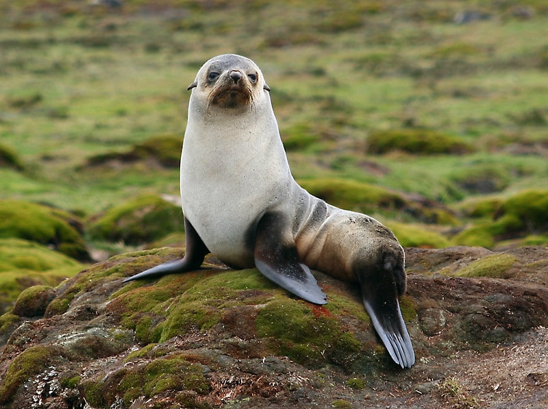 Otarie de Kerguelen, mammifère marin de l'antarctique - Instinct Animal
