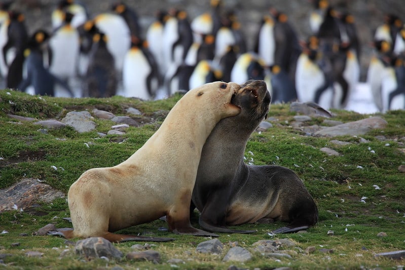 Combat de mâles otaries en période de reproduction - Instinct Animal