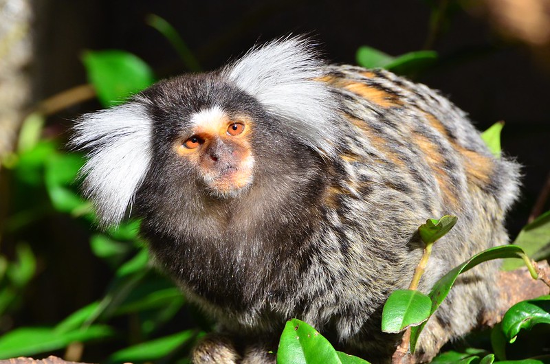 Ouistiti à toupets blancs - singe d'Amérique du Sud - Instinct Animal