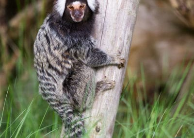 Ouistiti à pinceaux blancs, singe utilisé comme animal de compagnie - Instinct Animal