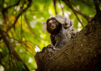 Ouistiti à toupet blanc, singe arboricole du Brésil - Instinct Animal