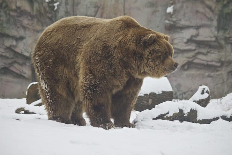 Ours kodiak description complète + photos Instinct Animal