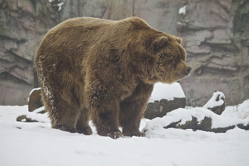 Ours kodiak, le plus grand carnivore terrestre - Instinct Animal
