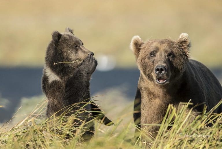 Ours kodiak description complète + photos Instinct Animal