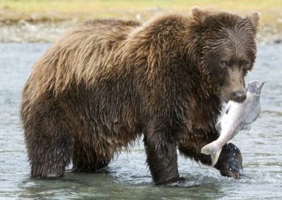 Un ours kodiak pêche le saumon dans une rivière - Instinct Animal