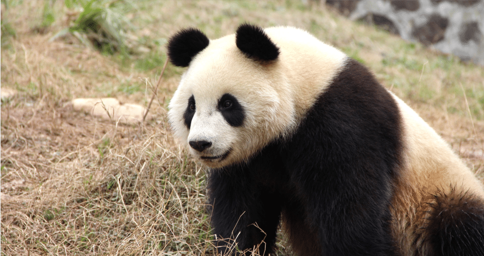 Le panda géant, mammifère carnivore de Chine - Instinct Animal