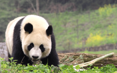 Découvrez 5 faits étonnants sur le panda géant !