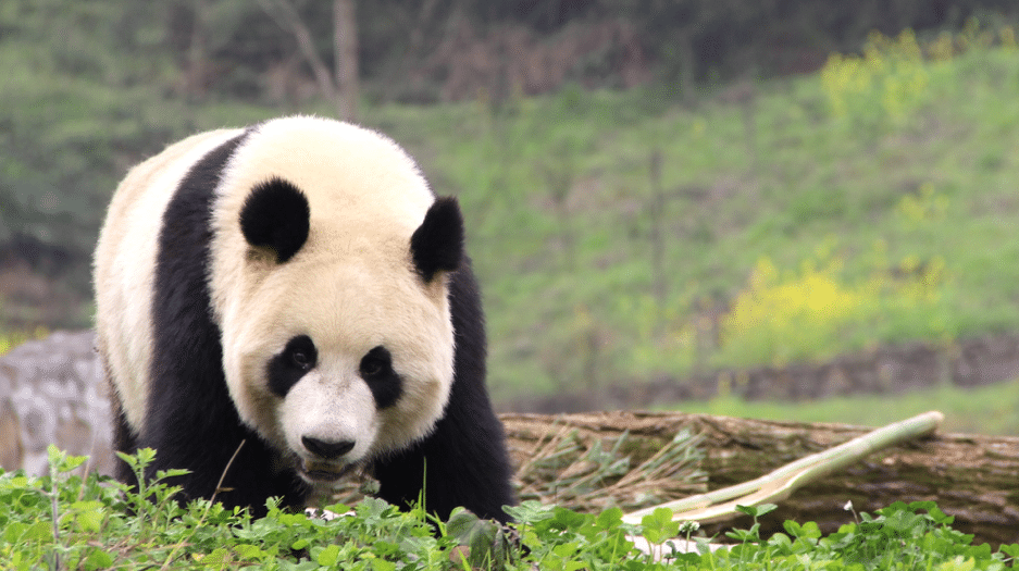 Découvrez 5 faits étonnants sur le panda géant !