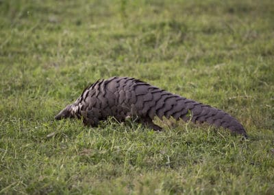 Les pangolins, animaux les plus braconnés au Monde - Instinct Animal