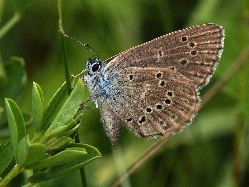 Le parasitisme du papillon azurée de la croisette chez la fourmi