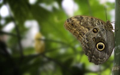 Camouflage et mimétisme chez les animaux