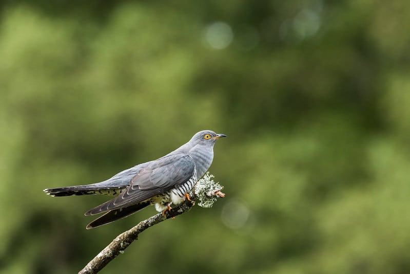 5 cas de parasitisme incroyable chez les animaux !