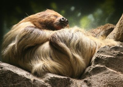 Unau (paresseux), mammifère très lent d'Amérique du Sud - Instinct Animal