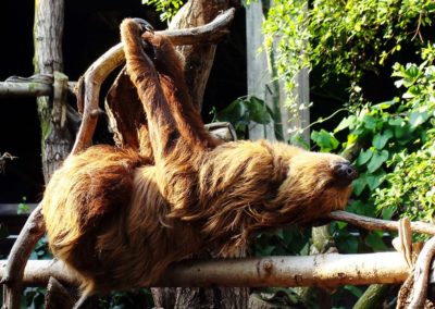 Un paresseux (unau) suspendu à une branche la tête en bas - Instinct Animal