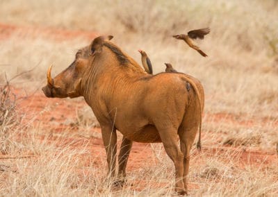 Le phacochère commun, cochon sauvage africain - Instinct Animal