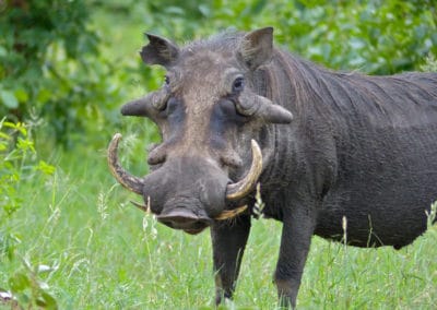 Un phacochère mâle, porc sauvage africain - Instinct Animal