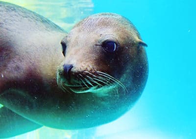 Un phoque veau marin nage sous l'eau - Instinct Animal