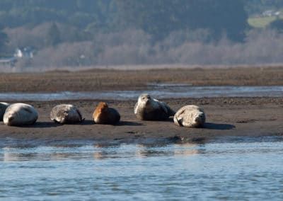 Colonie de phoques communs sur un banc de sable - Instinct Animal