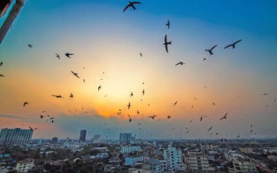 La lumière artificielle : un fléau pour les oiseaux