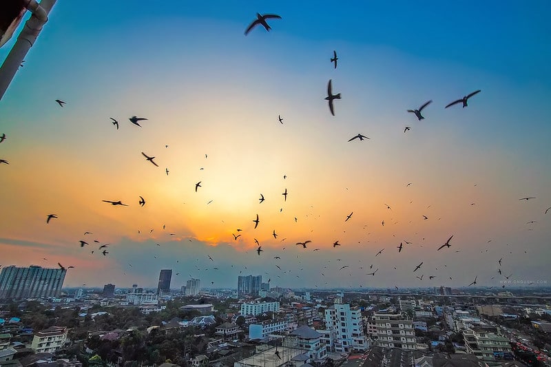 La lumière artificielle : un fléau pour les oiseaux