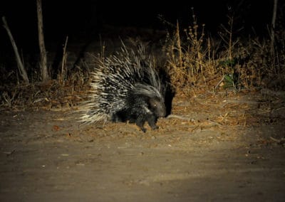 Porc-epic à crête, rongeur nocturne d'Afrique - Instinct Animal