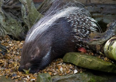 Porc-epic à crête, rongeur herbivore d'Afrique - Instinct Animal