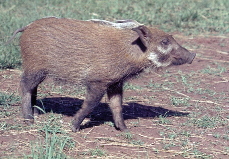Potamochère du Cap, porc sauvage africain - Instinct Animal