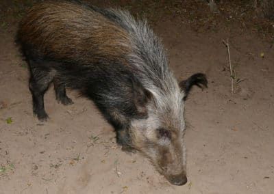 Le potamochère du Cap, cochon sauvage africain - Instinct Animal