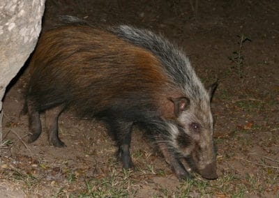 Potamochère du Cap, mammifère omnivore nocturne - Instinct Animal