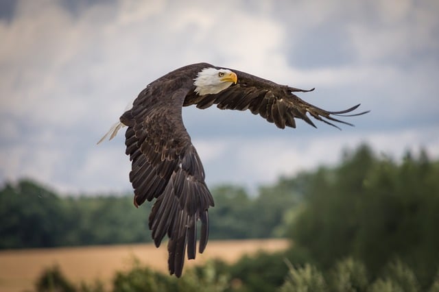 Pygargue à tête blanche, oiseau de proie, emblème des USA - Instinct Animal