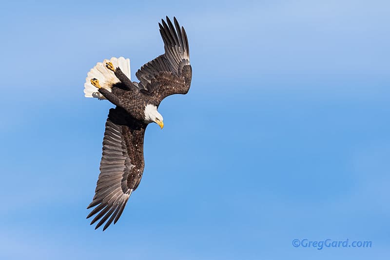 Pygargue à tête blanche, rapace en vol piqué - Instinct Animal 