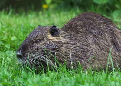 Le ragondin, espèce nuisible et invasive en Europe - Instinct Animal