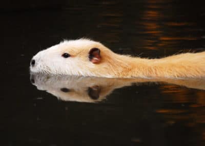 Ragondin blanc, rongeur albinos - Instinct Animal