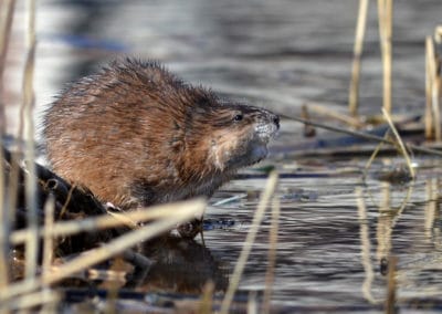 Le rat musqué, espèce invasive et nuisible - Instinct Animal