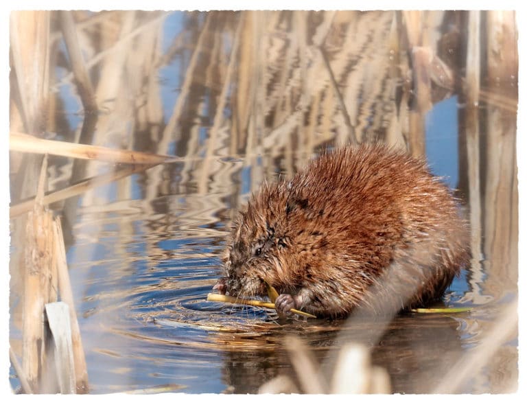 Rat musqué : description du rongeur + photos - Instinct Animal