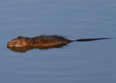 Un rat musqué en train de nager dans un étang - Instinct Animal