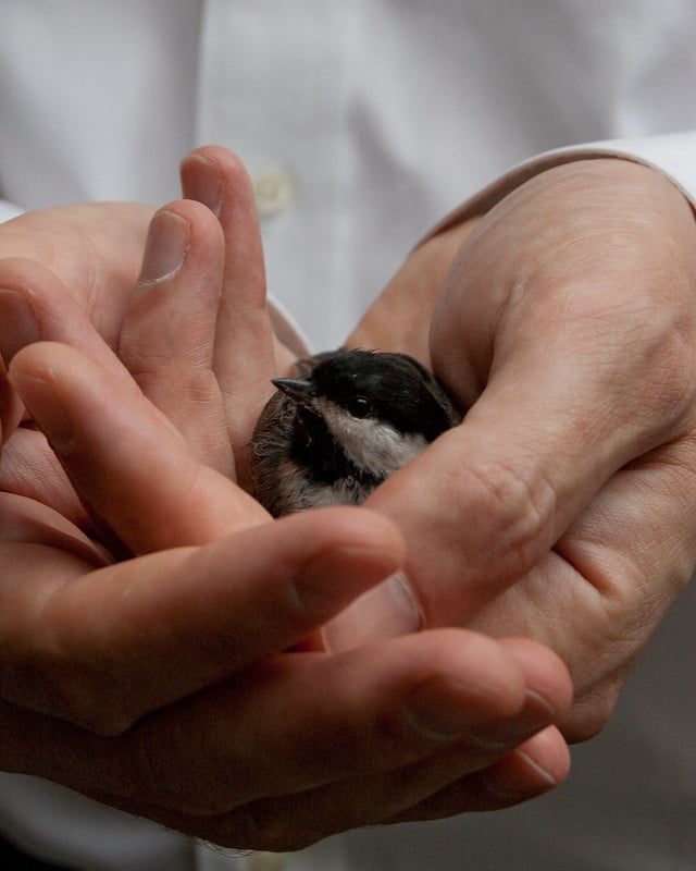 Oiseaux sauvages blessés que faire ?