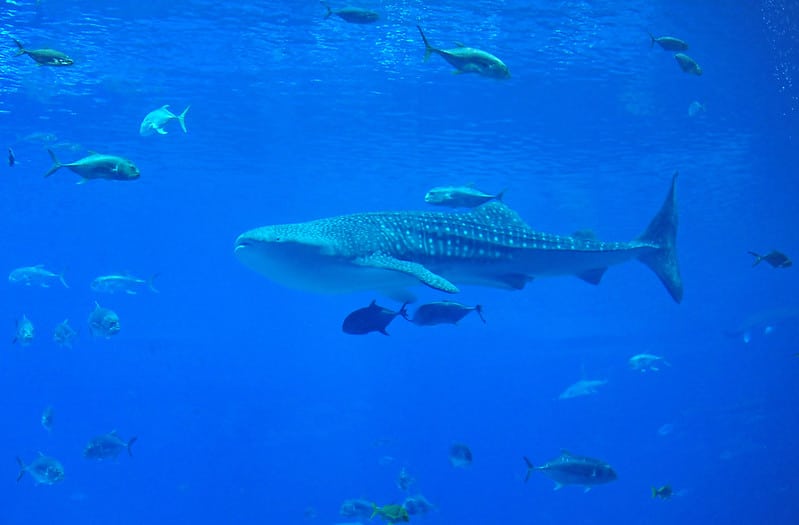 Requin baleine, espèce inoffensive pour l'Homme - Instinct Animal