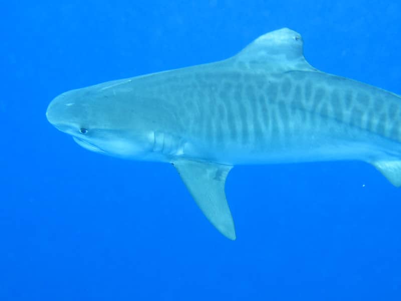 Requin tigre, espèce agressive responsable d'attaques sur l'Homme - Instinct Animal