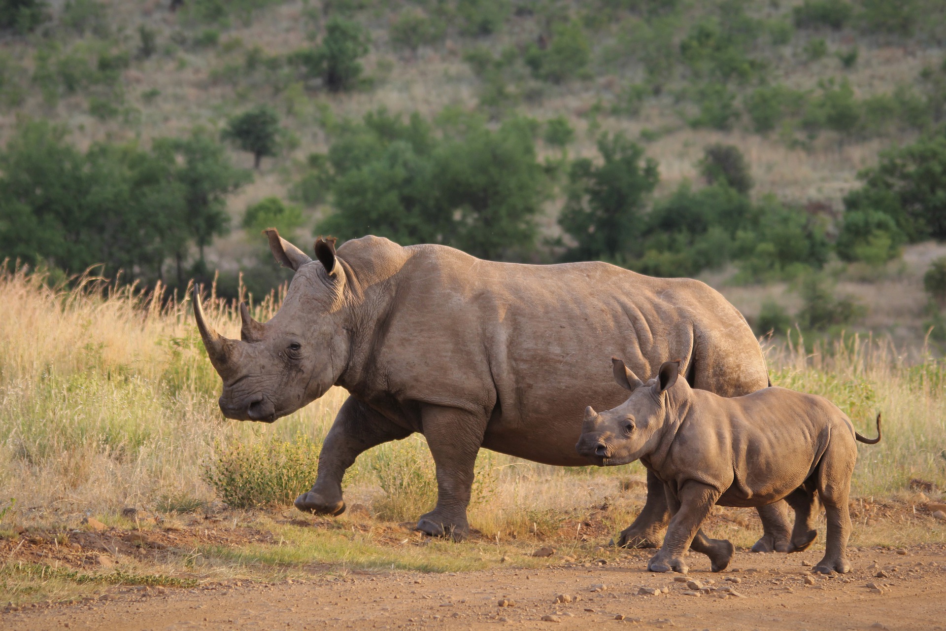 Le rhinocéros, espèce en danger d'extinction à cause du traffic de l'ivoire de ses cornes - Instinct Animal