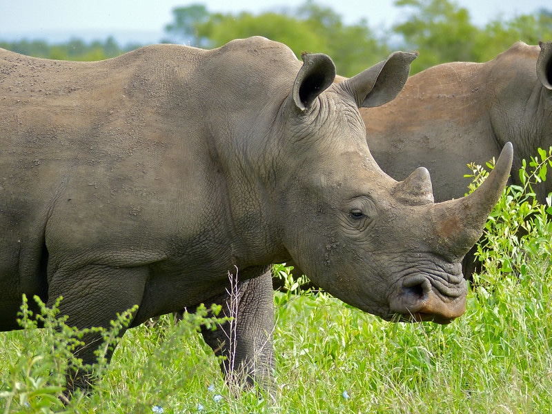 Le rhinocéros blanc a une bouche carrée et des lèvres aplaties