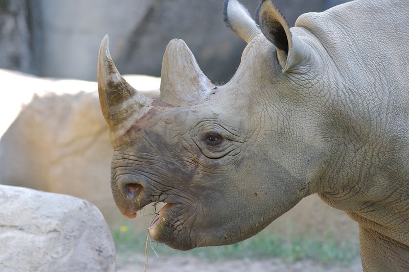 Le rhinocéros noir a la bouche et les lèvres pointues