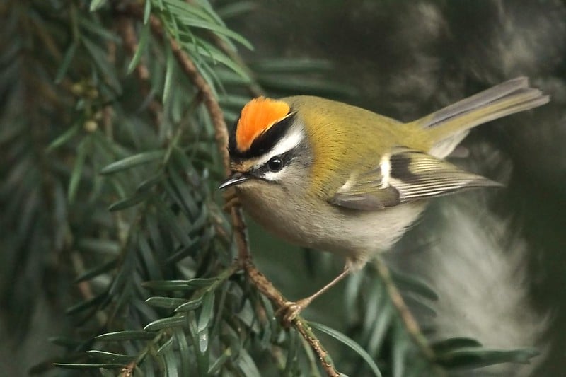 identifier les oiseaux grâce à des signes distinctifs (sourcils, bec) - Instinct Animal