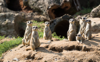 Comment fonctionne une colonie de suricates ?