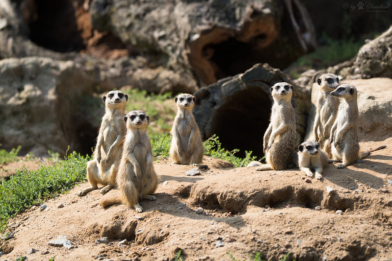 Comment fonctionne une colonie de suricates ?