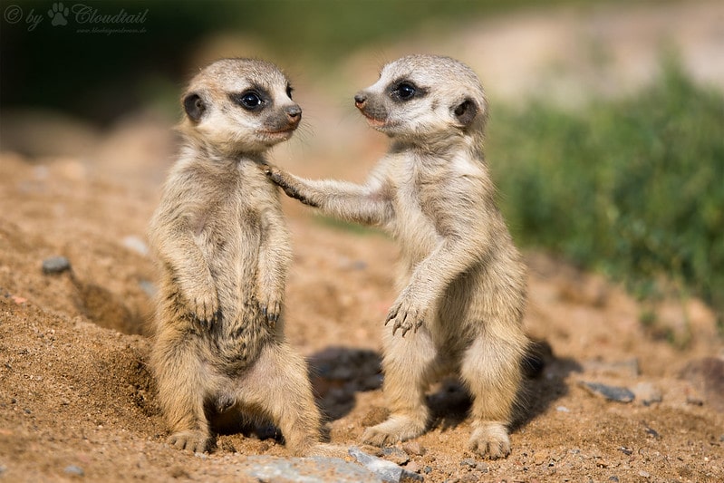 Bébés suricates, les juvéniles sont les plus jeunes de la famille - Instinct Animal
