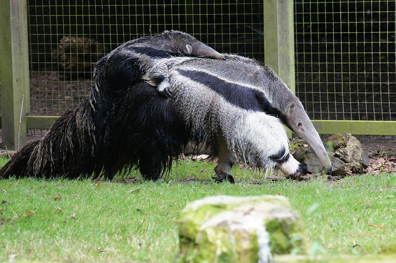 Tamanoir femelle avec son petit sur son dos - Instinct Animal