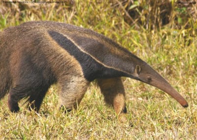 Fourmilier géant (tamanoir), mammifère au long museau tubulaire - Instinct Animal